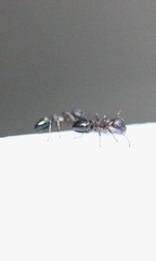 Dolichoderus sibiricus