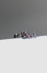 Dolichoderus sibiricus