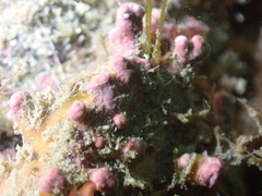 Phymatolithon calcareum