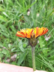 Crepis aurea