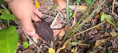 Zamia erosa