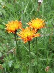 Crepis aurea