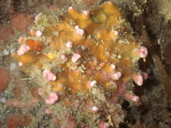 Phymatolithon calcareum