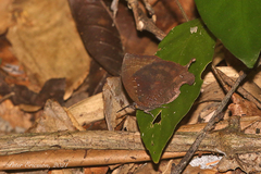 Mahathala ameria