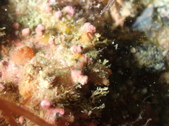 Phymatolithon calcareum