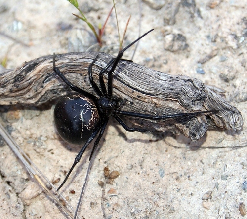 Latrodectus lilianae · iNaturalist