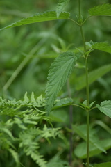 Urtica sondenii