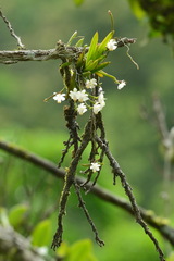 Thrixspermum formosanum