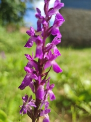 Dactylorhiza elata