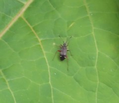 Closterotomus biclavatus