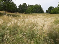 Stipa borysthenica
