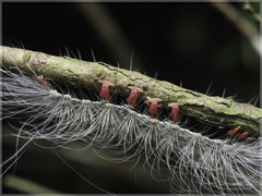 Chrysaeglia magnifica