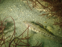 Gobius couchi