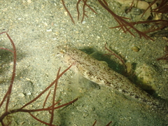 Gobius couchi