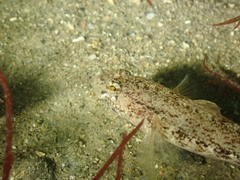 Gobius couchi