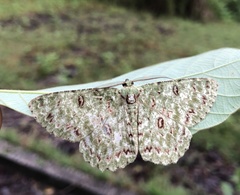 Ophthalmitis
