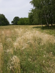Stipa borysthenica