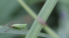 Anisoptera