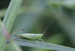 Anisoptera