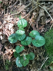 Hexastylis naniflora