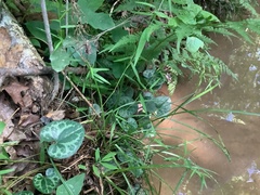 Hexastylis naniflora