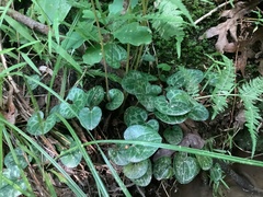 Hexastylis naniflora