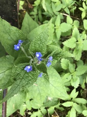 Pentaglottis sempervirens