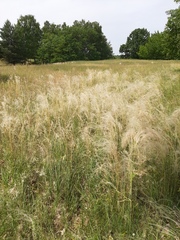 Stipa borysthenica