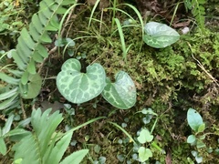 Hexastylis naniflora