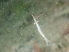 Mysinae