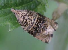 Syricoris