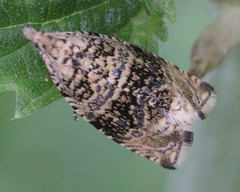 Syricoris