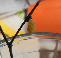 Coccinella septempunctata
