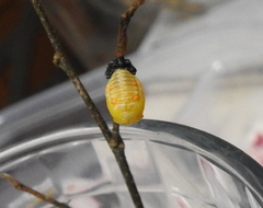 Coccinella septempunctata