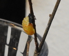 Coccinella septempunctata