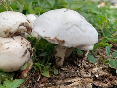 Agaricus campestris
