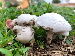 Agaricus campestris