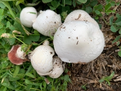 Agaricus campestris