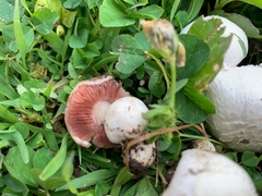Agaricus campestris