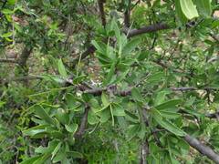 Forestiera angustifolia