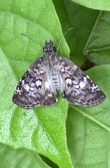 Chiomara