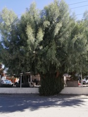 Tamarix aphylla