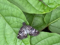 Chiomara