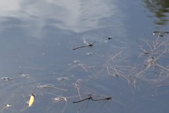 Coenagrion puella