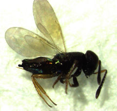 Parectromoides varipes