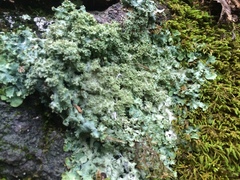 Punctelia appalachensis