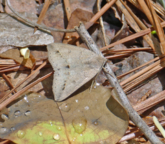 Argyrostrotis flavistriaria