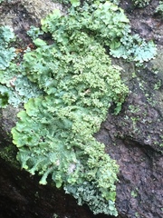 Punctelia appalachensis