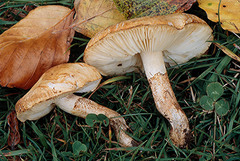 Chamaemyces fracidus