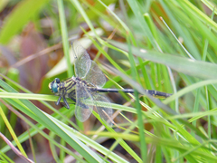 Phanogomphus australis